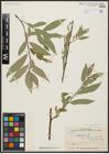 Foto von Salix aegyptiaca L.